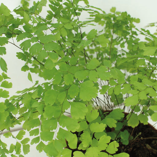 Adiantum Fragrans