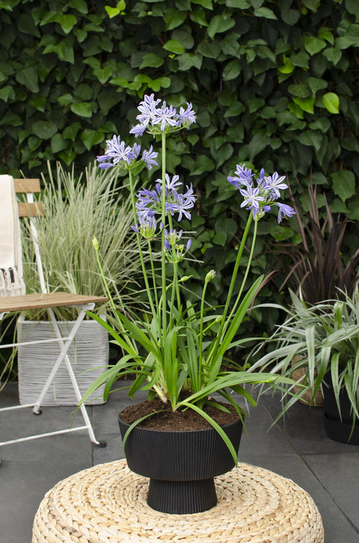 Agapanthus 'Charlotte' - ↨20Cm - Ø14 - Utomhusblommande Växt