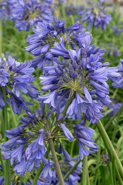 Agapanthus 'Ever Sapphire' - ↨30Cm - Ø19 - Utomhusblommande Växt