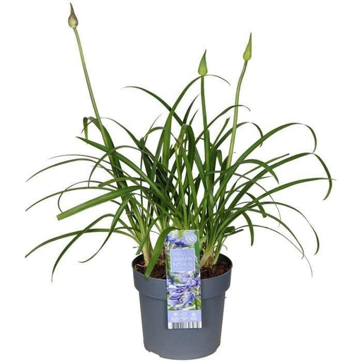 Agapanthus 'Ever Sapphire' - ↨30Cm - Ø19 - Utomhusblommande Växt