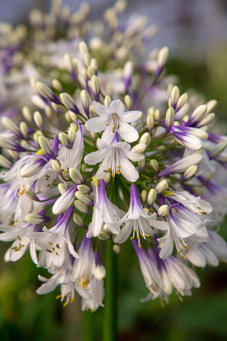 Agapanthus 'Fireworks' - ↨20Cm - Ø14 - Blommande Utomhusväxt