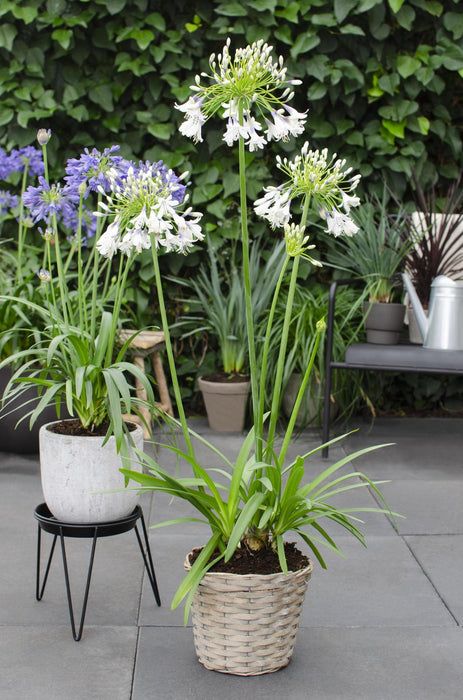 Agapanthus 'Fireworks' - ↨20Cm - Ø14 - Blommande Utomhusväxt