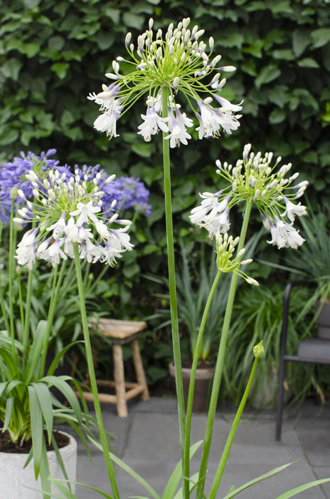 Agapanthus 'Fireworks' - ↨20Cm - Ø14 - Blommande Utomhusväxt