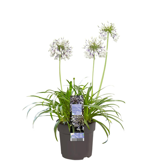 Agapanthus 'Fireworks' - ↨20Cm - Ø14 - Blommande Utomhusväxt