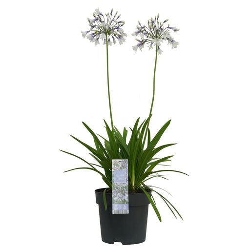 Agapanthus 'Fireworks' - ↨40Cm - Ø23 - - Blommande Utomhusväxt