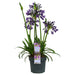 Agapanthus 'Poppin Purple' - ↨30Cm - Ø19 - Blommande Utomhusväxt