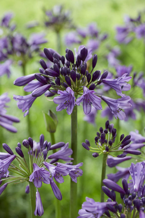 Agapanthus 'Poppin Purple' - ↨30Cm - Ø19 - Blommande Utomhusväxt