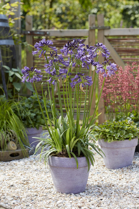 Agapanthus 'Poppin Purple' - ↨30Cm - Ø19 - Blommande Utomhusväxt