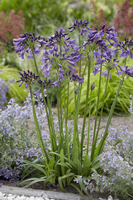 Agapanthus 'Poppin Purple' - ↨30Cm - Ø19 - Blommande Utomhusväxt