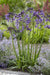 Agapanthus 'Poppin Purple' - ↨30Cm - Ø19 - Blommande Utomhusväxt