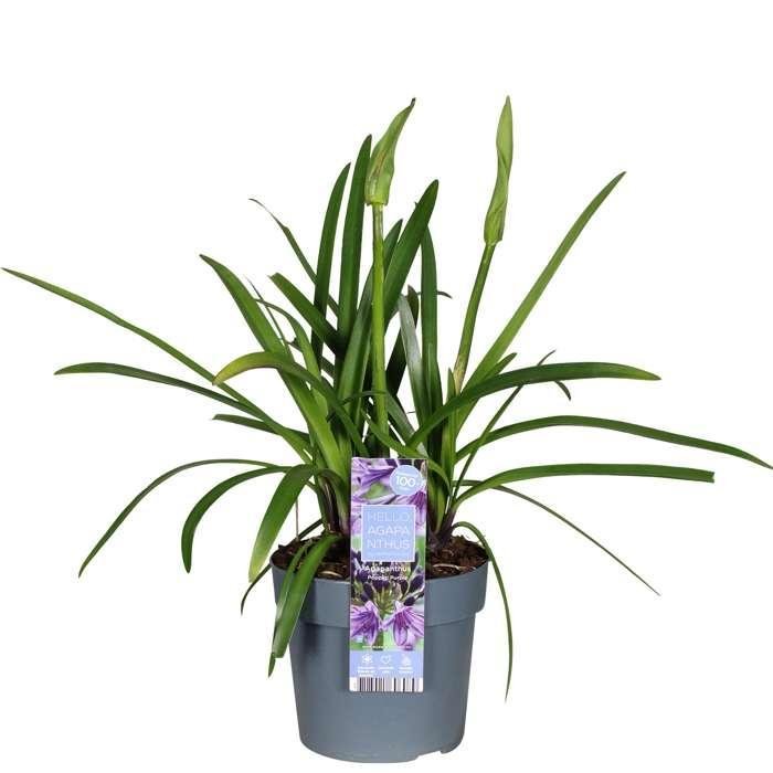 Agapanthus 'Poppin Purple' - ↨30Cm - Ø19 - Blommande Utomhusväxt