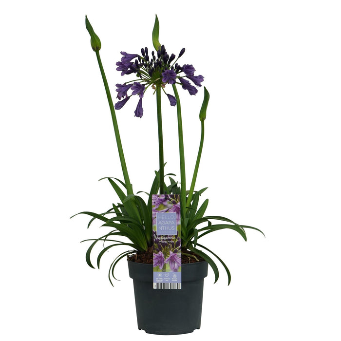 Agapanthus 'Poppin Purple' - ↨30Cm - Ø19 - Blommande Utomhusväxt