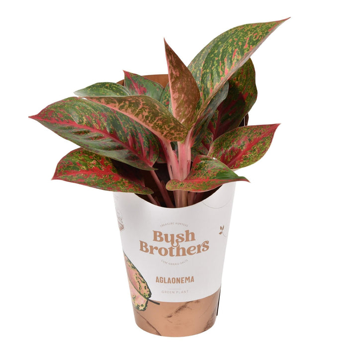 Aglaonema 'Dark Star'