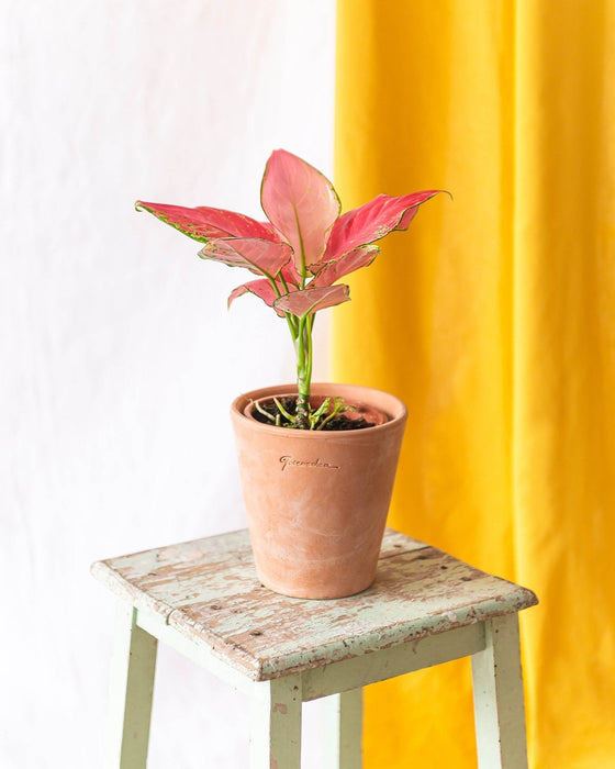 Aglaonema Flamingo Rosa