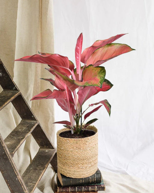 Aglaonema Orange Star