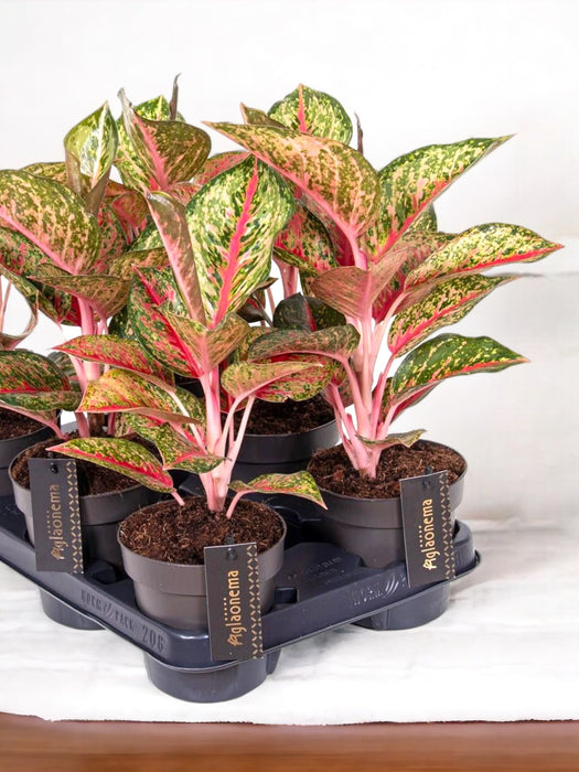 Aglaonema Paradise Red