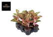 Aglaonema Paradise Red