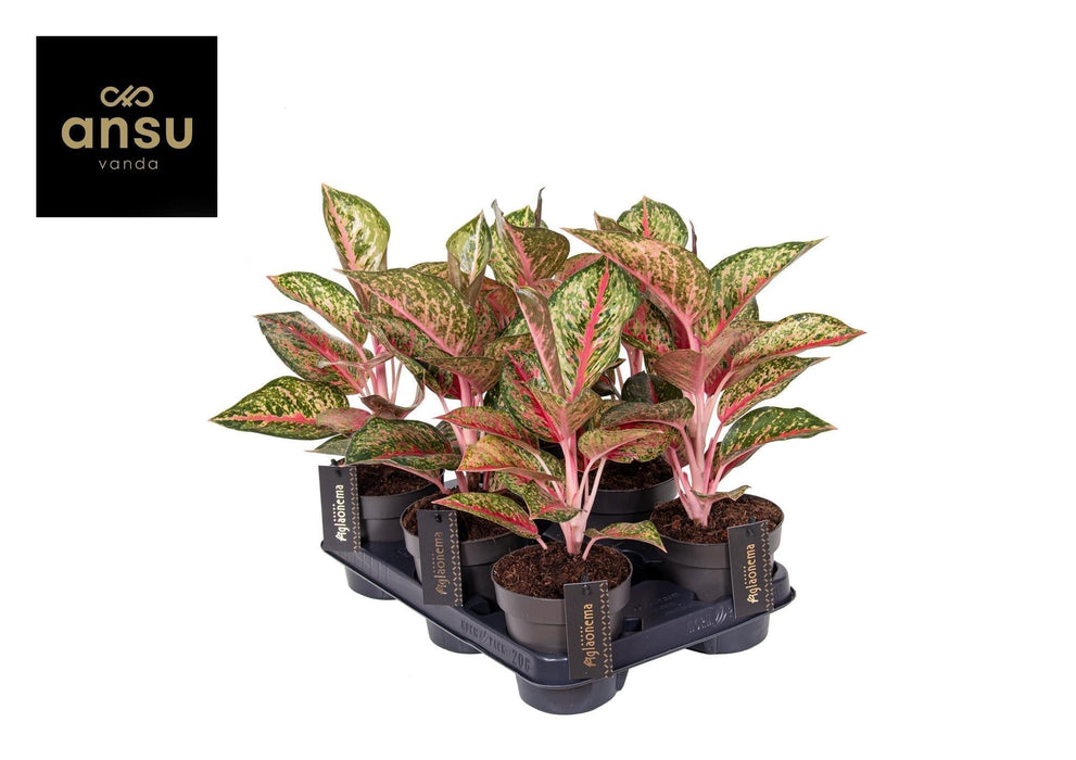 Aglaonema Paradise Red