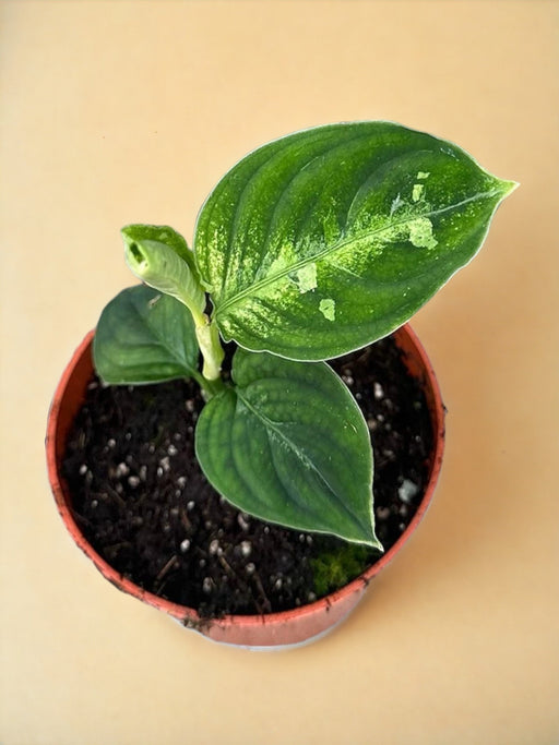 Aglaonema Pictum Bicolor