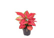 Aglaonema Red Joy