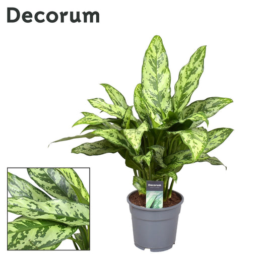 Aglaonema Romeo