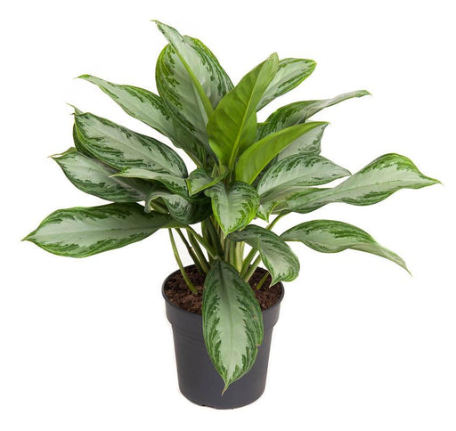 Aglaonema 'Silver Bay'