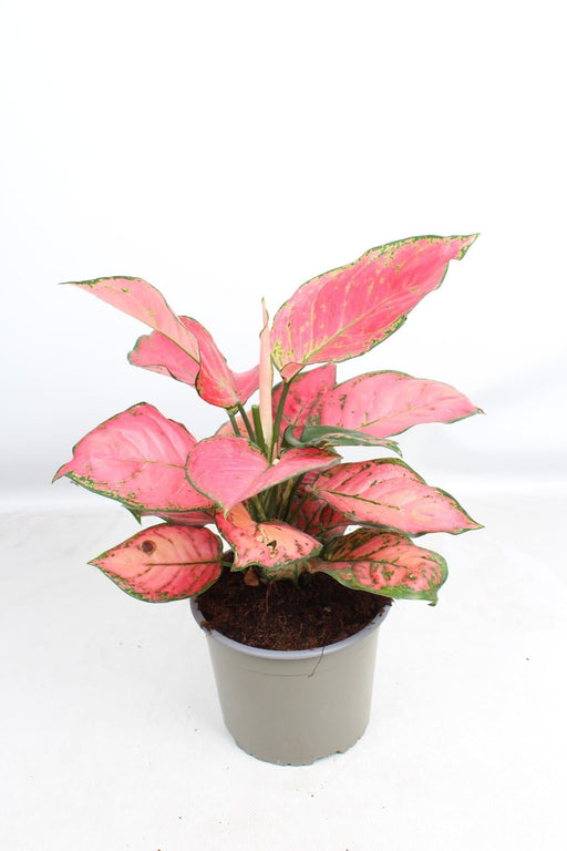 Aglaonema Sun Star