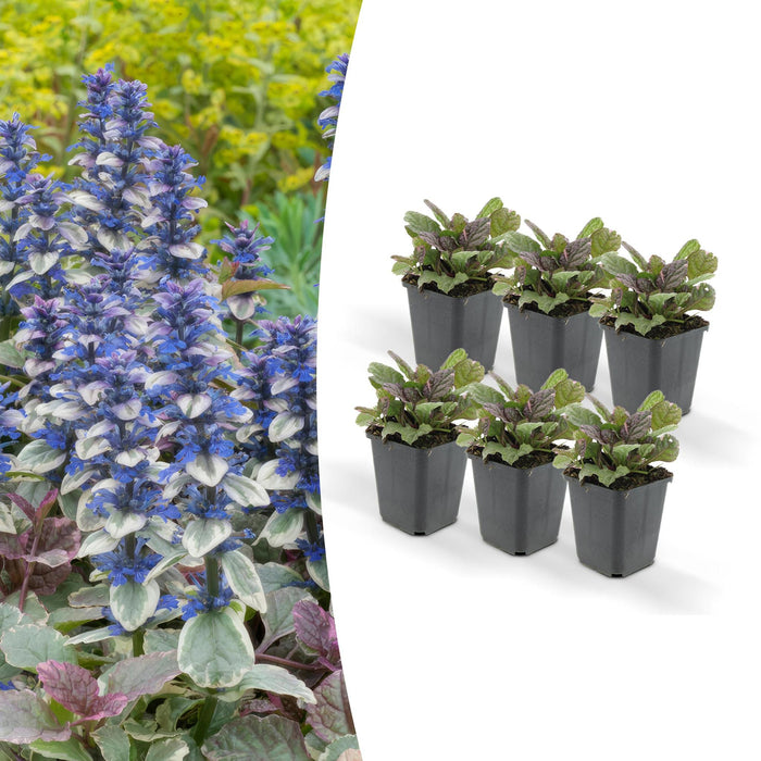 Ajuga Reptans 'Burgundy Glow' - Paket Om 6