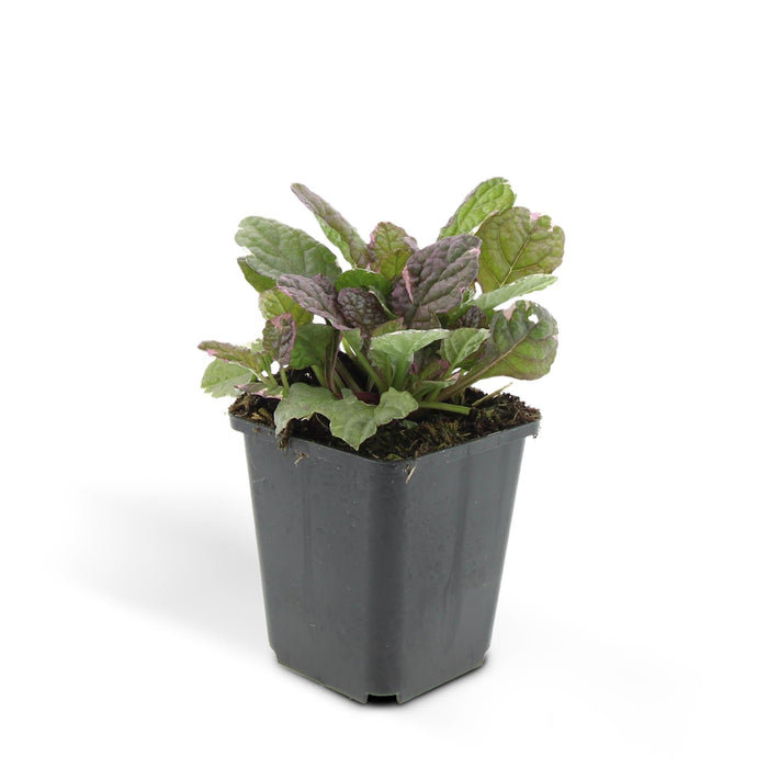 Ajuga Reptans 'Burgundy Glow' - Paket Om 6