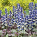 Ajuga Reptans 'Burgundy Glow' - Paket Om 6