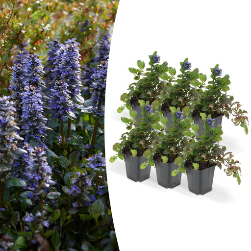 Ajuga Reptans - Paket Om 6