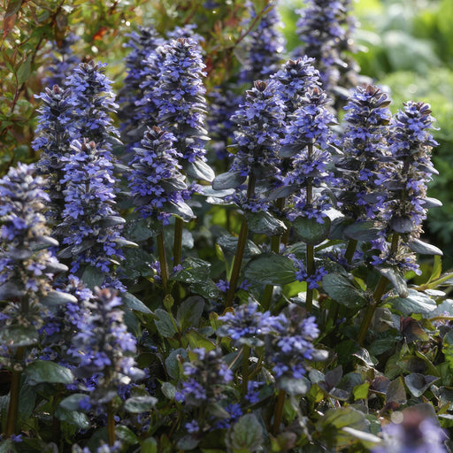 Ajuga Reptans - Paket Om 6