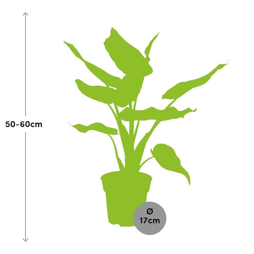 Alocasia Cucullata