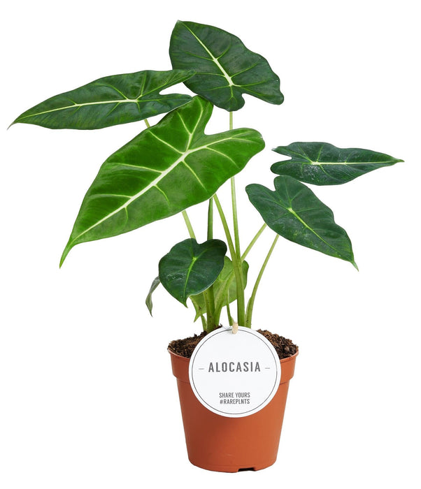 Alocasia Frydek