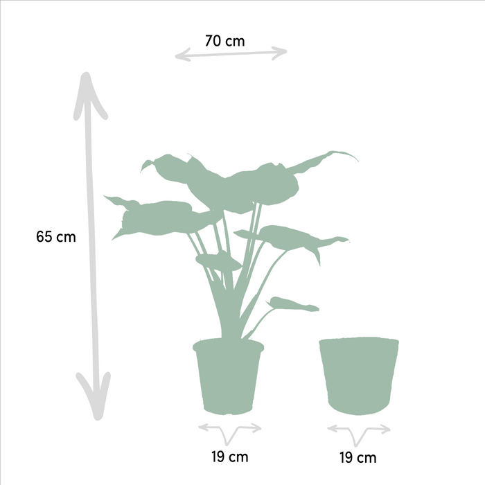 Alocasia Lauterbachiana - Set Med 2 Växter - Presentförpackning