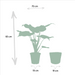 Alocasia Lauterbachiana - Set Med 2 Växter - Presentförpackning