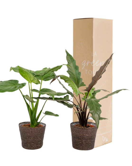 Alocasia Lauterbachiana - Set Med 2 Växter - Presentförpackning