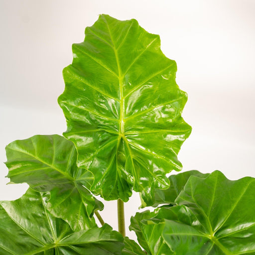 Alocasia Portodora Och Dess Flätade Korg