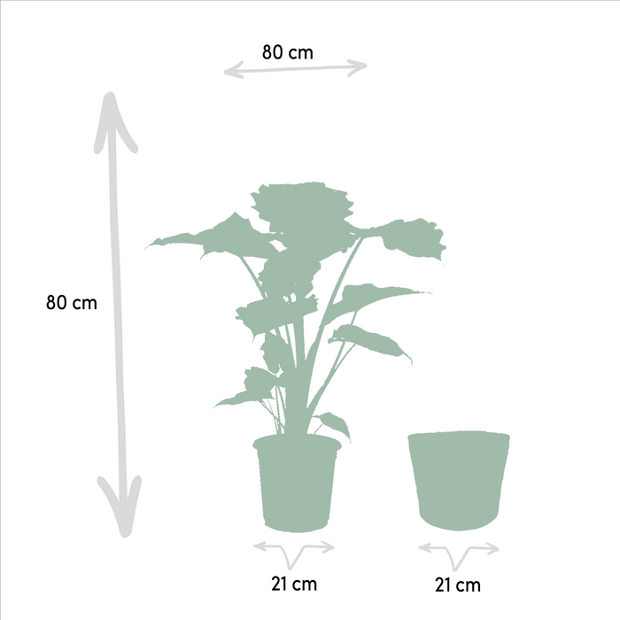 Alocasia Portodora Och Dess Flätade Korg