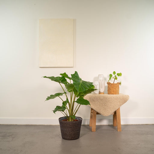 Alocasia Portodora Och Dess Flätade Korg