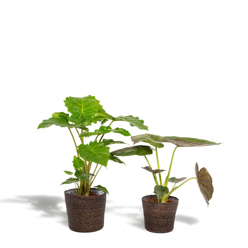 Alocasia Portodora - Set Med 2 Växter - Presentförpackning