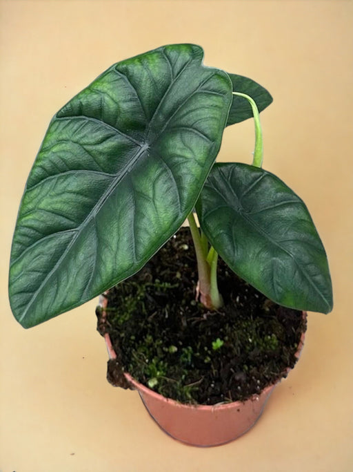 Alocasia Puncak Borneensis