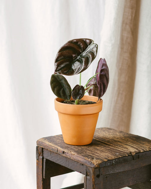 Alocasia Red Secret