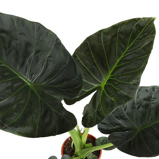 Alocasia Regal Sköld Och Dess Kruka