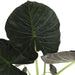 Alocasia Regal Sköld Och Dess Kruka