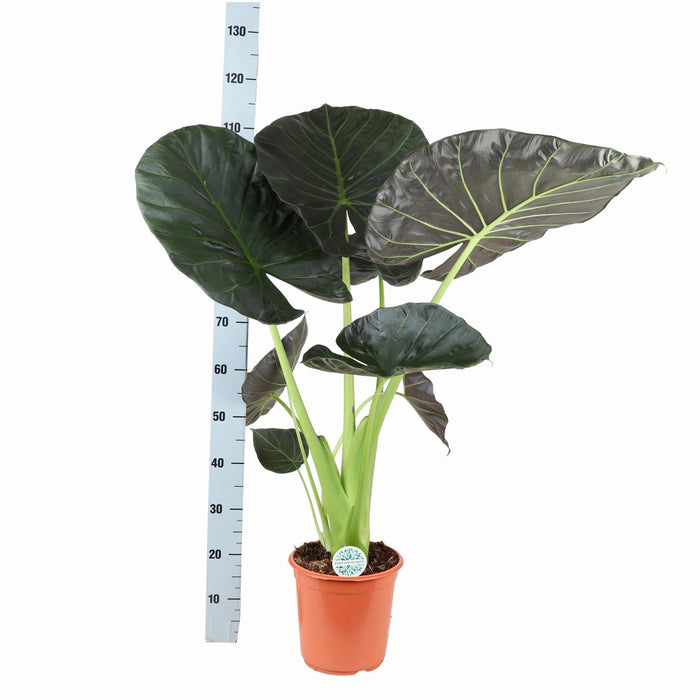 Alocasia Regal Sköld Och Dess Kruka