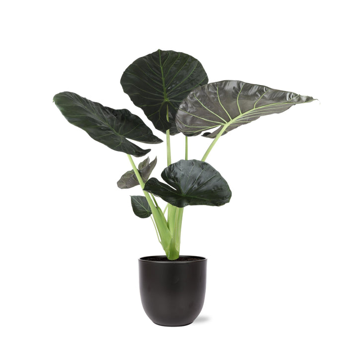 Alocasia Regal Sköld Och Dess Kruka