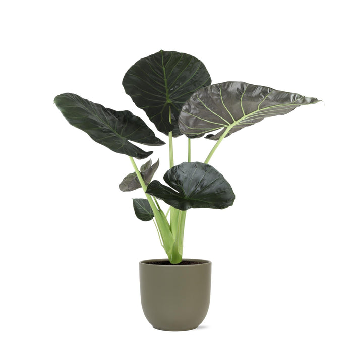 Alocasia Regal Sköld Och Dess Kruka