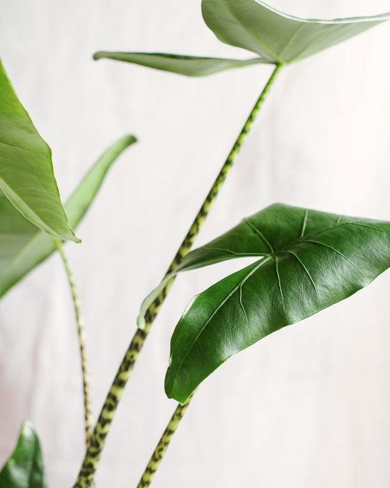 Alocasia Zebrina