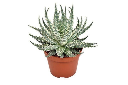 Aloe Mara H15Cm - Suckulentväxt Inomhus